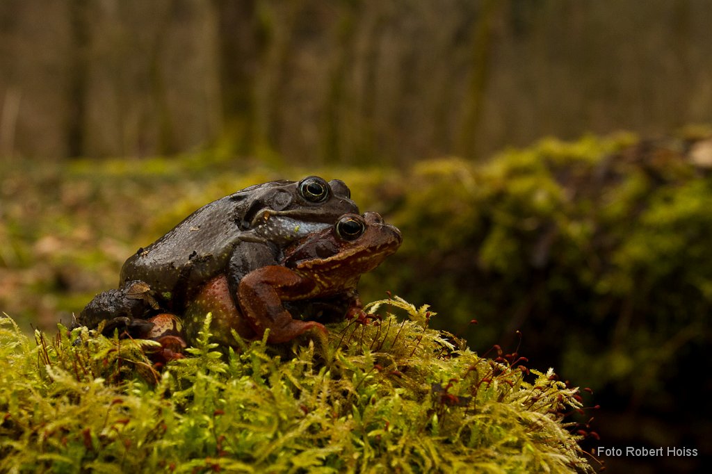2011-03-31 10 Grasfroesche_1128_RH.jpg